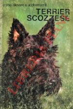 Come allevare e addestrare il Terrier Scozzese