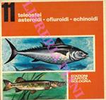 Teleostei. Asteroidi. Ofiuroidi. Echinoidi