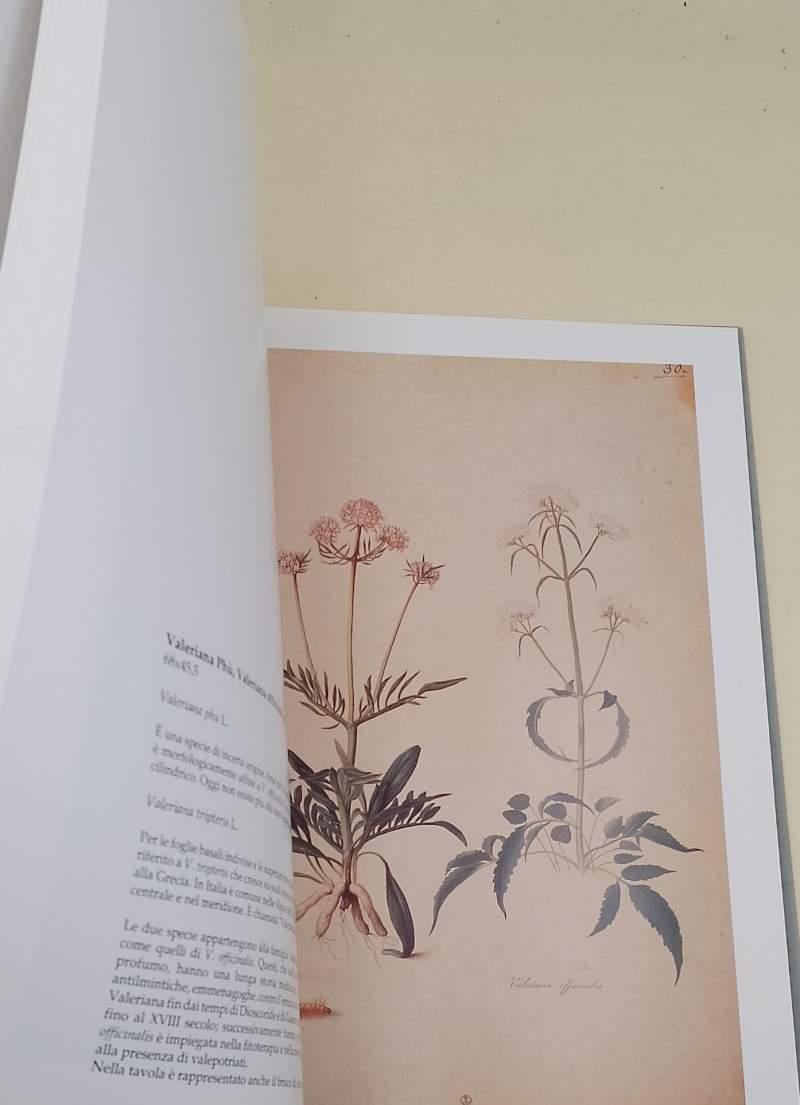 I Ritratti Di Piante Di Iacopo Ligozzi