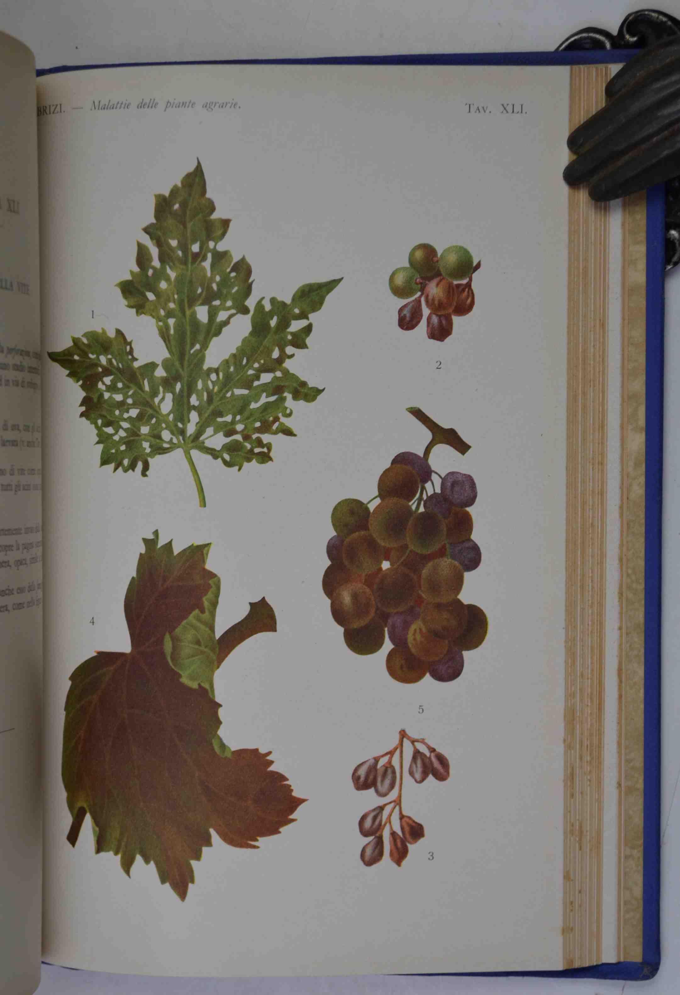 Malattie delle piante agrarie
