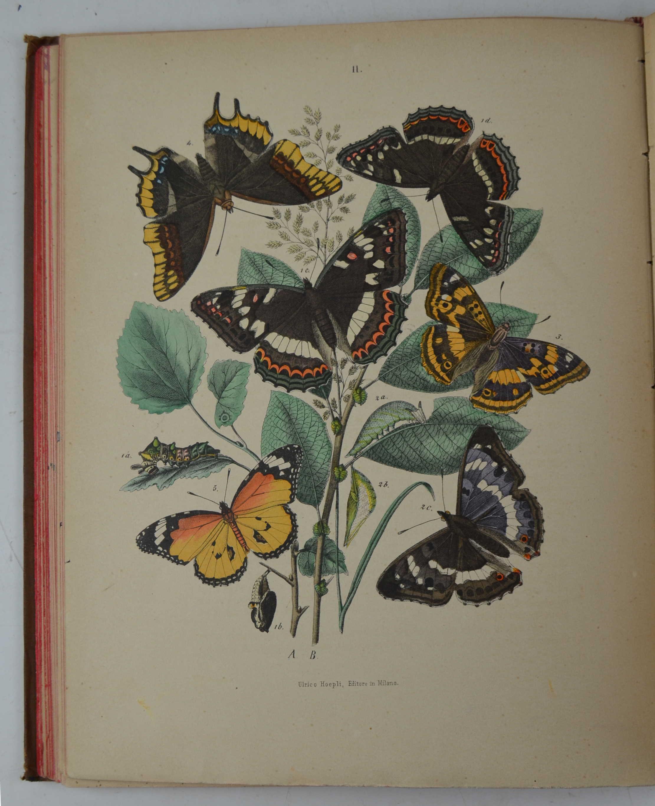 Le farfalle. Storia naturale, classificazione ed iconografia dei principali lepidotteri d'Italia e dei paesi circonvicini
