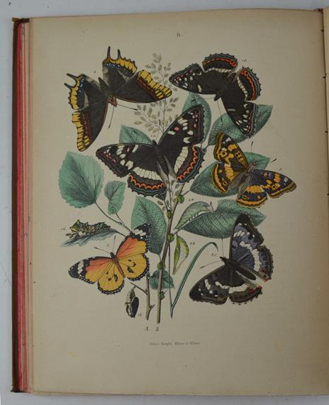 Le farfalle. Storia naturale, classificazione ed iconografia dei principali lepidotteri d'Italia e dei paesi circonvicini - Ferdinando Radaelli - 2