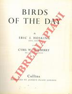 Birds of the day