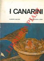 I canarini. Serinus canarius canarius