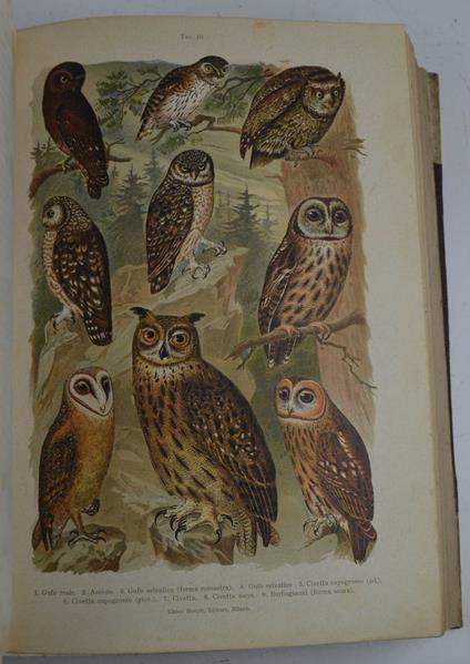 Atlante ornitologico. Uccelli europei con Notizie d'Indole Generale e Particolare - Ettore Arrigoni Degli Oddi - copertina