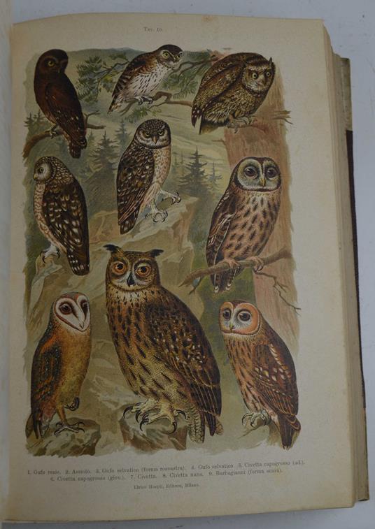 Atlante ornitologico. Uccelli europei con Notizie d'Indole Generale e Particolare - Ettore Arrigoni Degli Oddi - copertina