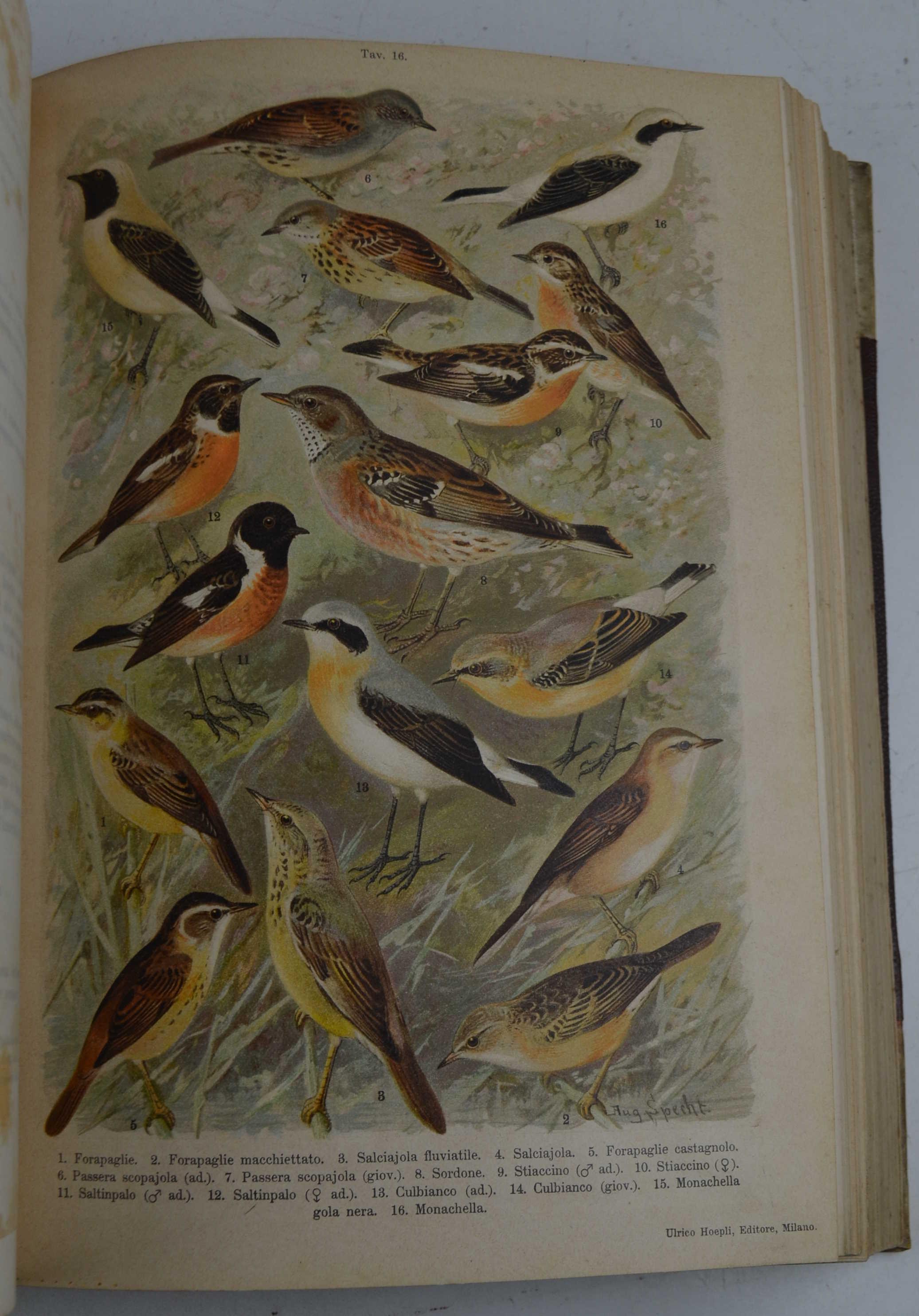 Studio bibliografico Benacense