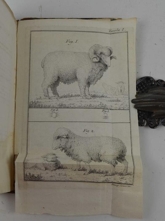 Del governo delle pecore spagnuole e italiane e dei vantaggi che ne derivano - Vincenzo Dandolo - copertina