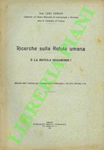 Ricerche sulla rotula umana. E’ la rotula sesamoide?