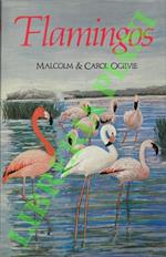 Flamingos