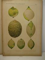 Intorno alla ruggine bianca dei limoni (citrus limonum risso) grave malattia manifestatasi in Sicilia. Aspetto esterno alterazioni anatomo-patologiche causa e riproduzione artificiale della malattia sviluppo polimorfismo e biologia del parassita
