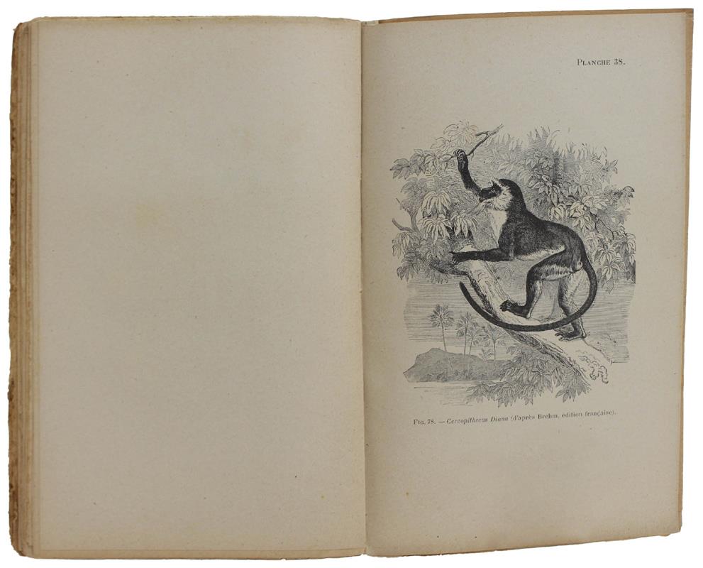 Descendance De L'Homme Et La Selection Sexuelle. Préface Par Carl Vogt