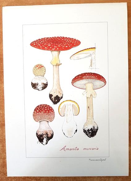 Funghi Velenosi E Commestibili Della Regione Lombardia Fascicolo + Stampe - Luce V. Ferrari Musumeci - copertina