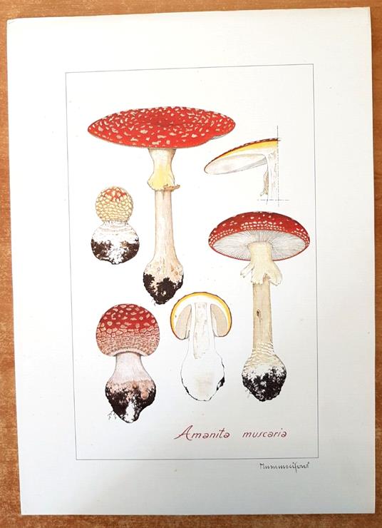Funghi Velenosi E Commestibili Della Regione Lombardia Fascicolo + Stampe - Luce V. Ferrari Musumeci - copertina