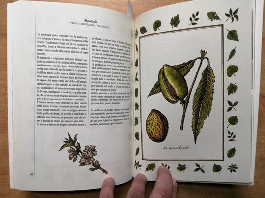 Nel Giallo In Provincia Di Pavia 2000 Torchio Dè Ricci - Cereali Ortaggi - copertina