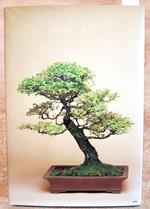 Bonsai
