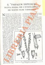 “Paspalum distichum”. Nuova insidia per l'interramento dei nostri fiumi torrentizi