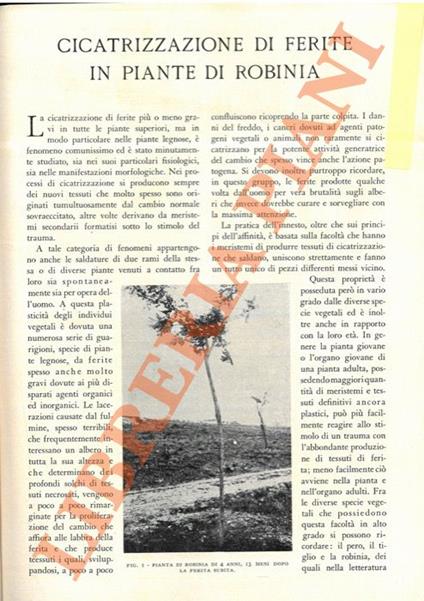 Cicatrizzazione di ferite in piante di robinia - Cesare Sibilia - copertina