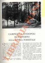 Campeggi e tendopoli in rapporto alla tutela forestale