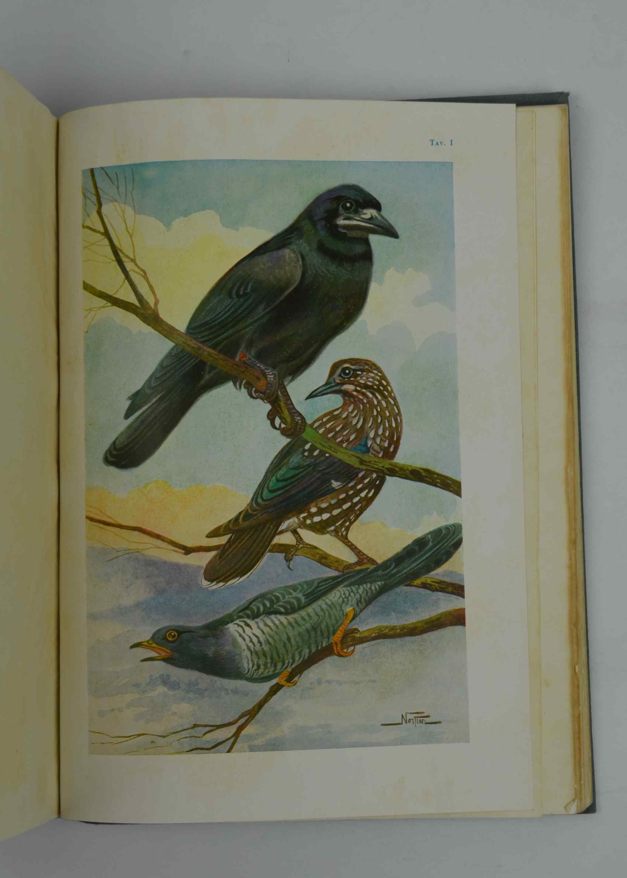 Studio bibliografico Benacense