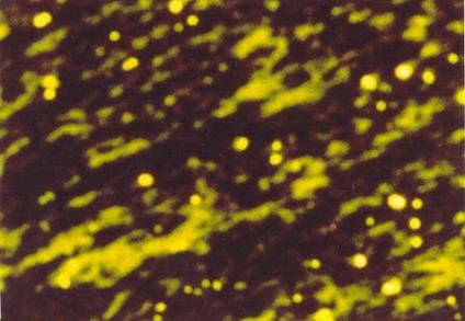 Il sole in abisso - Renate Luscher - copertina