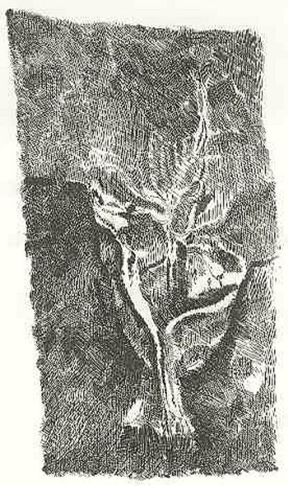 Senza titolo - copertina