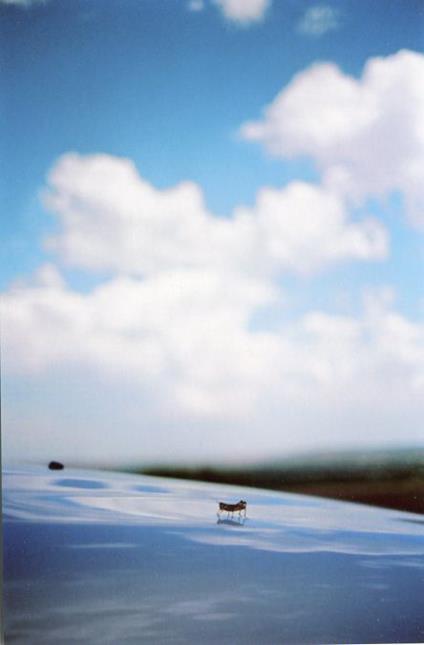 Some Insects - copertina