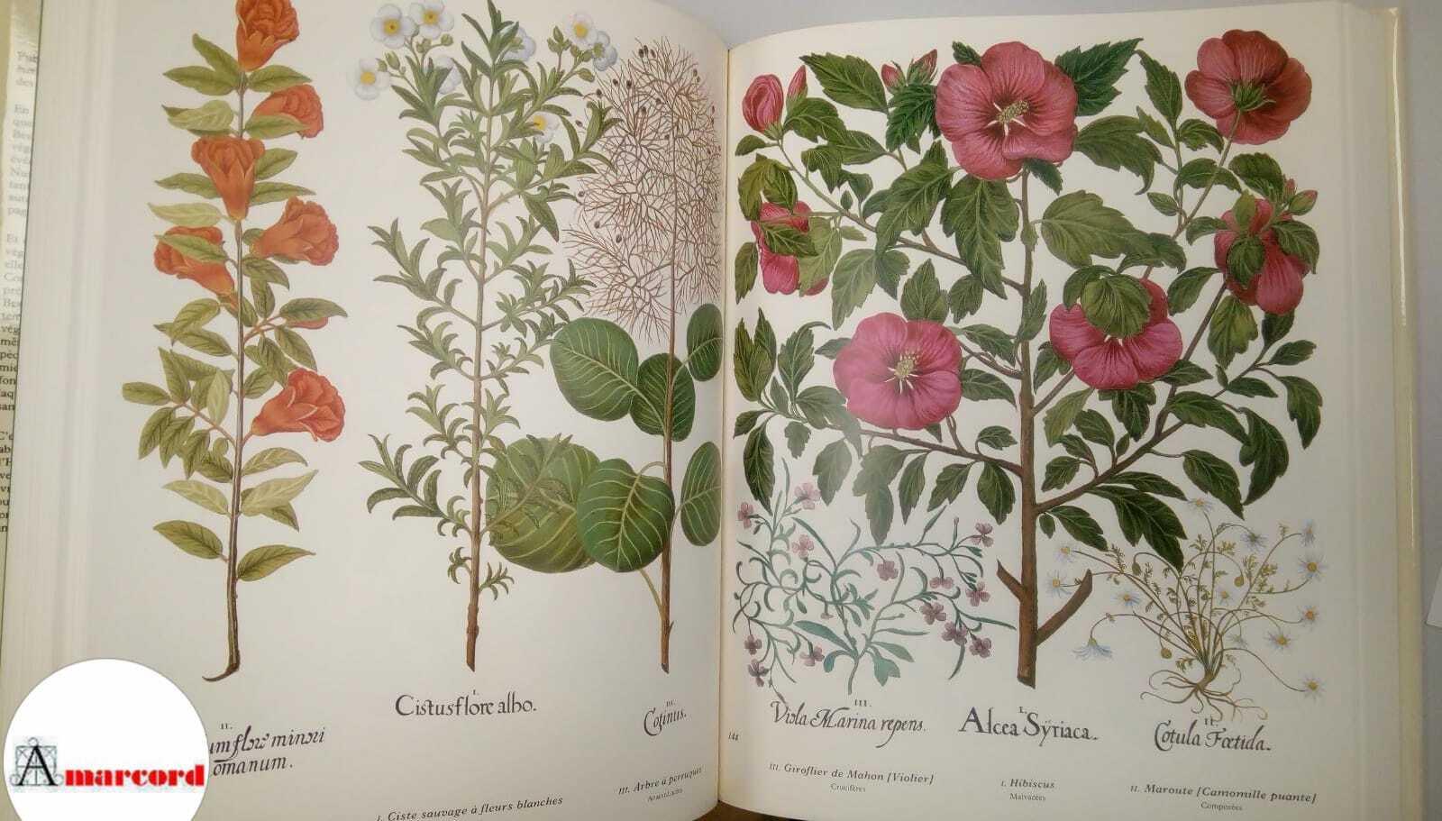 Besler Basilius, L'herbier des quatre saisons, Mazenod, 1987