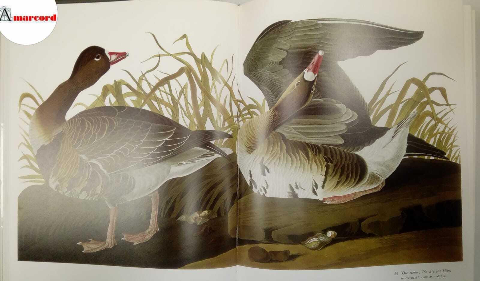 Audubon J.J., Le grand livre des oiseaux, Mazenod, 1981