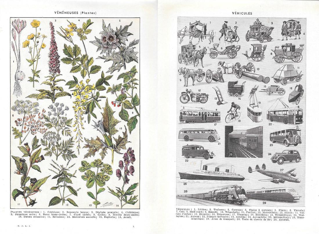 Plantes veneneuses/Vehicules. Stampa 1954, fronte/retro