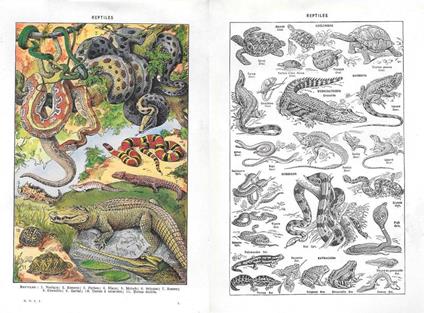 Reptiles. Stampa 1954, fronte/retro - copertina