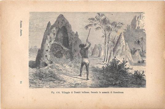 Villaggio di Termiti bellicose. Secondo la memoria di Smethman. Stampa 1893 - copertina