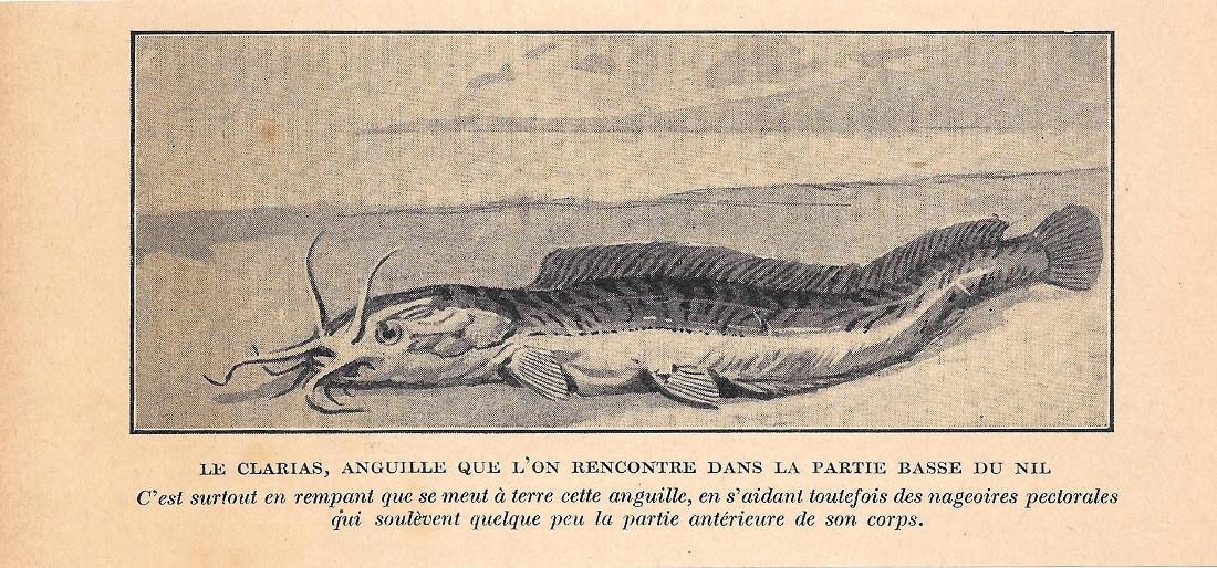 Le Clarias, anguille que l'on rencontre dans le partie bas du Nile. Stampa 1923