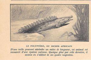 Le Polyptere ou Bichir Africain. Stampa 1923 - copertina
