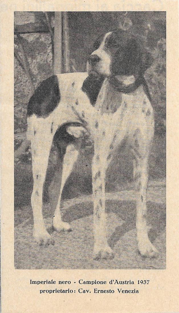 Imperiale nero. Campione d'Austria 1937. Stampa 1937