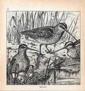 Beccacini. Stampa 1947 - copertina