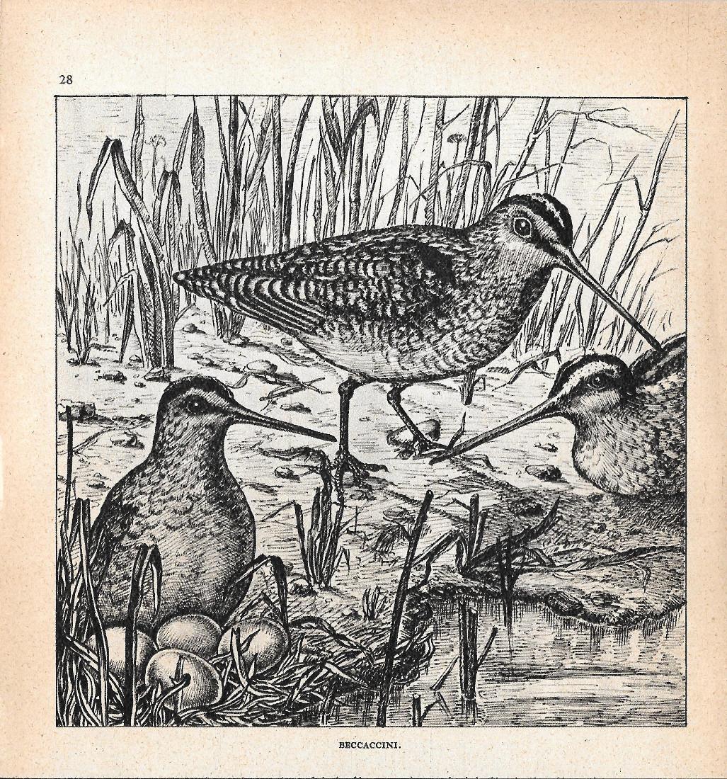 Libreria Biblos di Costa Pierandrea