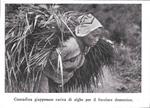 Contadina giapponese carica di alghe per il focolare domestico. Stampa 1934