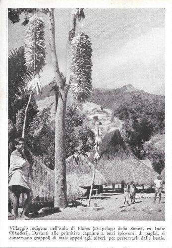 Villaggio indigeno nell'isola di Flores (Arcipelago della Sonda). Stampa 1934 - copertina