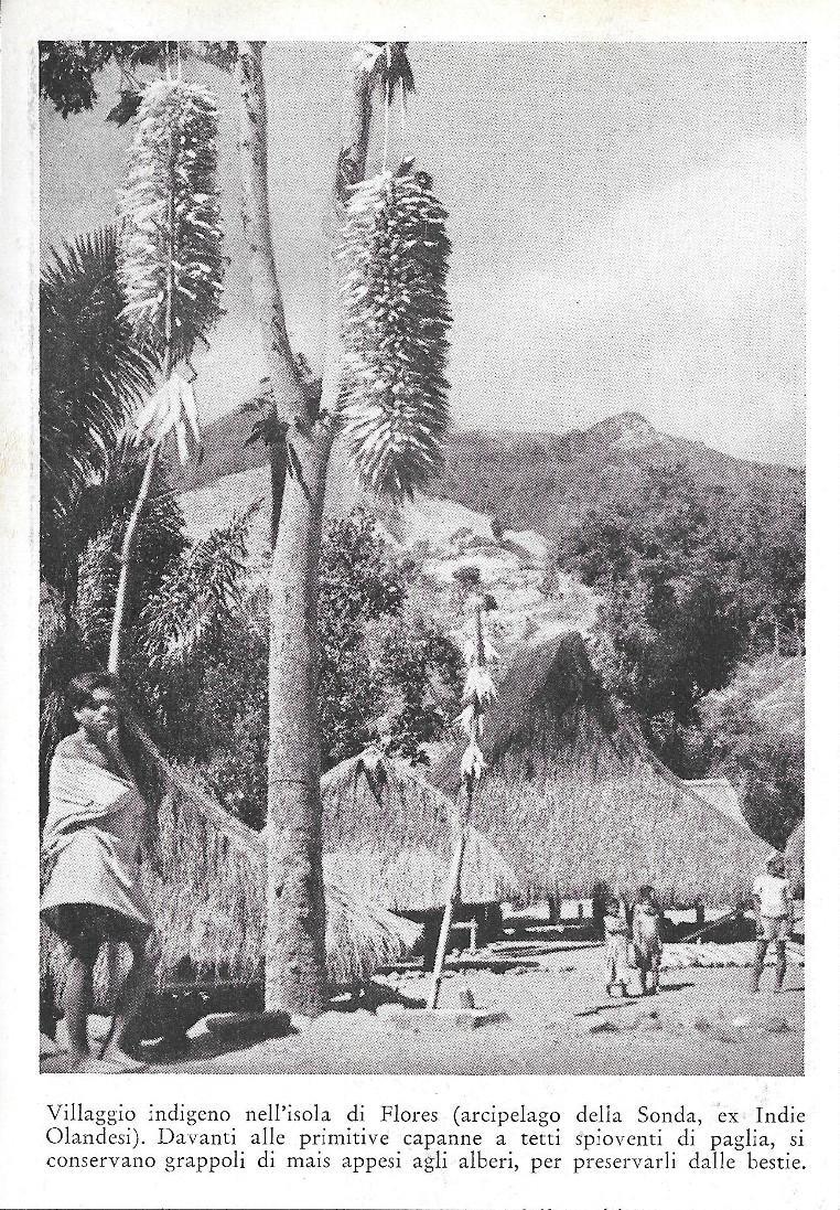 Villaggio indigeno nell'isola di Flores (Arcipelago della Sonda). Stampa 1934