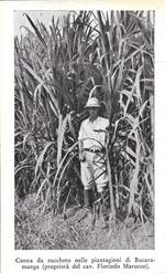 Canna da zucchero del cav. F. Marocco a Bucaramanga (Colombia). Stampa 1934