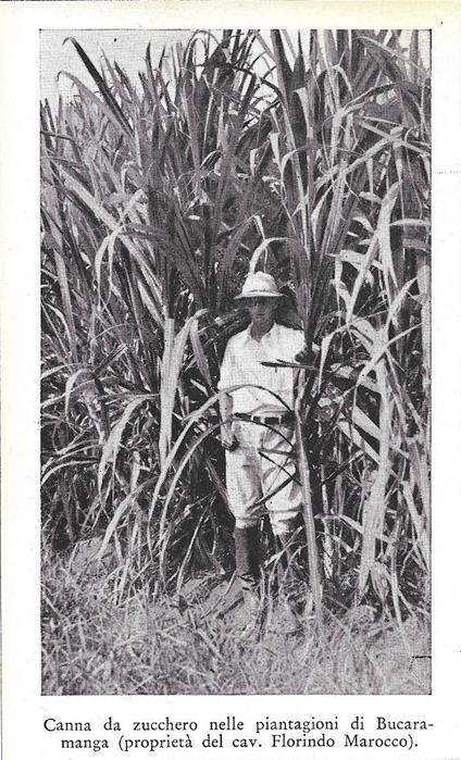 Canna da zucchero del cav. F. Marocco a Bucaramanga (Colombia). Stampa 1934 - copertina