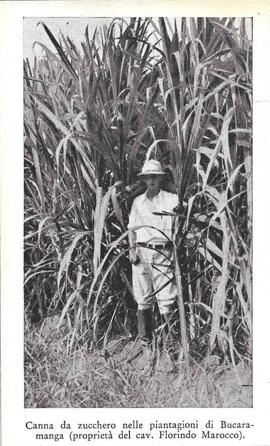 Canna da zucchero del cav. F. Marocco a Bucaramanga (Colombia). Stampa 1934 - copertina