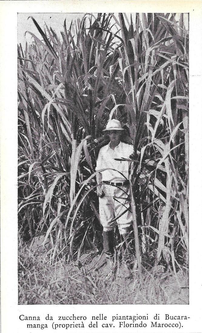 Canna da zucchero del cav. F. Marocco a Bucaramanga (Colombia). Stampa 1934