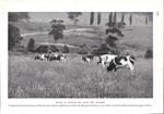 Bovini al pascolo nei campi del Victoria (Australia). Stampa 1934