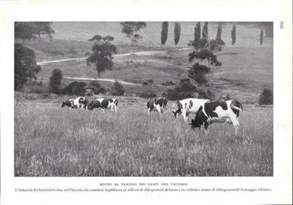 Bovini al pascolo nei campi del Victoria (Australia). Stampa 1934 - copertina