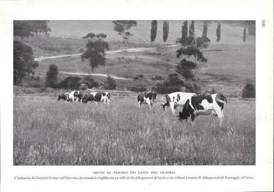 Bovini al pascolo nei campi del Victoria (Australia). Stampa 1934 - copertina