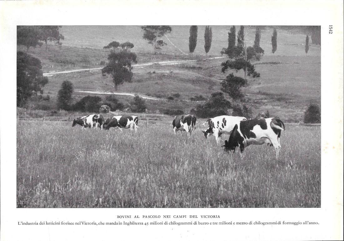 Bovini al pascolo nei campi del Victoria (Australia). Stampa 1934
