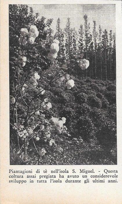 Piantagioni di tè nell'Isola di S. Miguel (Azzorre). Stampa 1934 - copertina