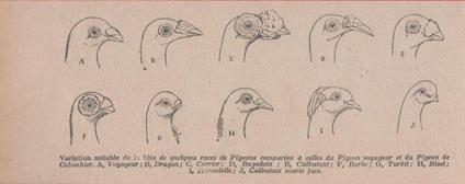 Varation notable de la tete de quelques races de Pigeons voyageur. Stampa 1926 - copertina